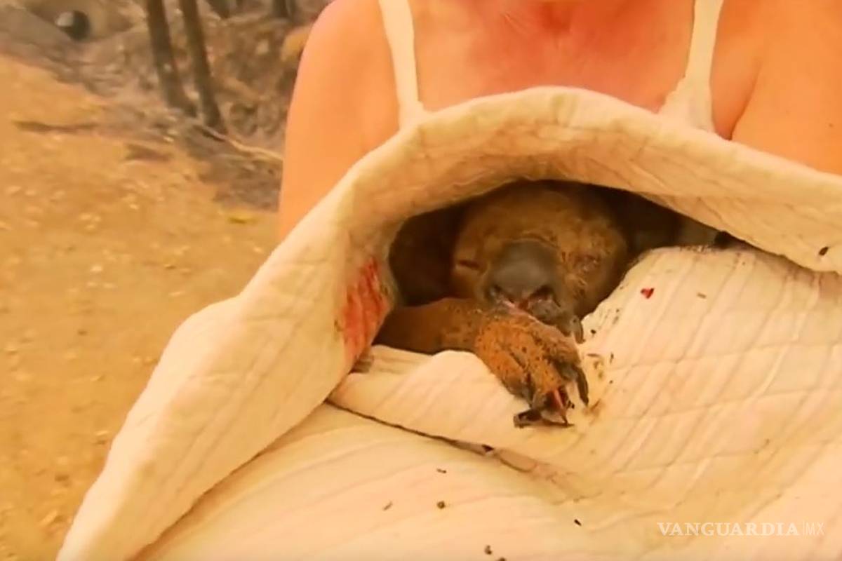 Conmueve rescate de koala en incendio forestal de Australia (video)