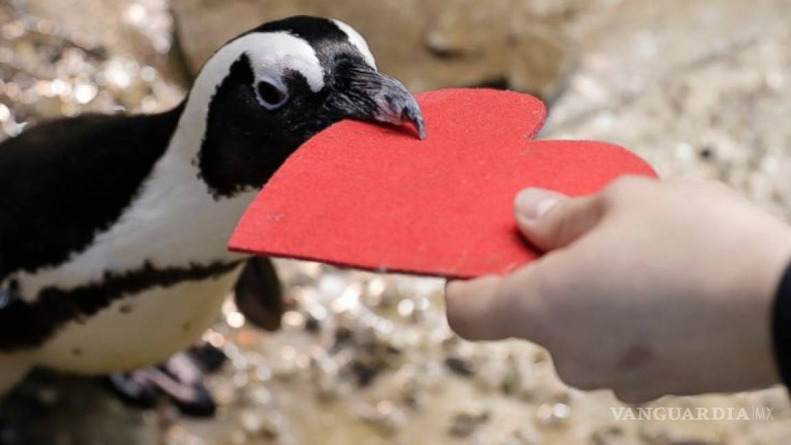 Pingüinos celebran el amor con corazones de regalo