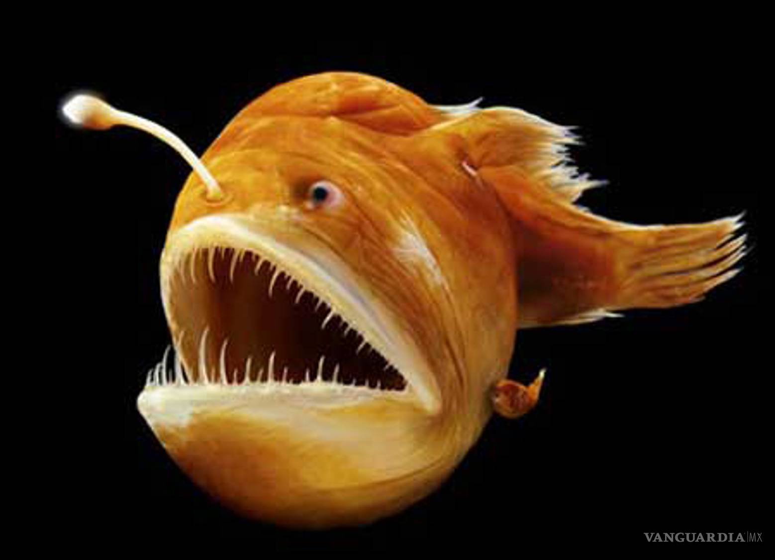 $!6 especies de animales que mueren después del sexo