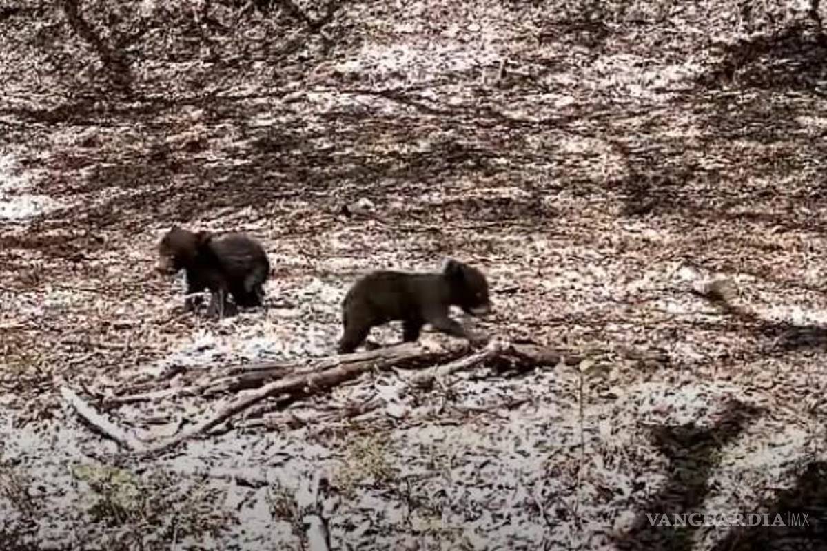 Cámaras de monitoreo captan oseznos jugando en la sierra de Zapalinamé: una buena señal para la fauna coahuilense