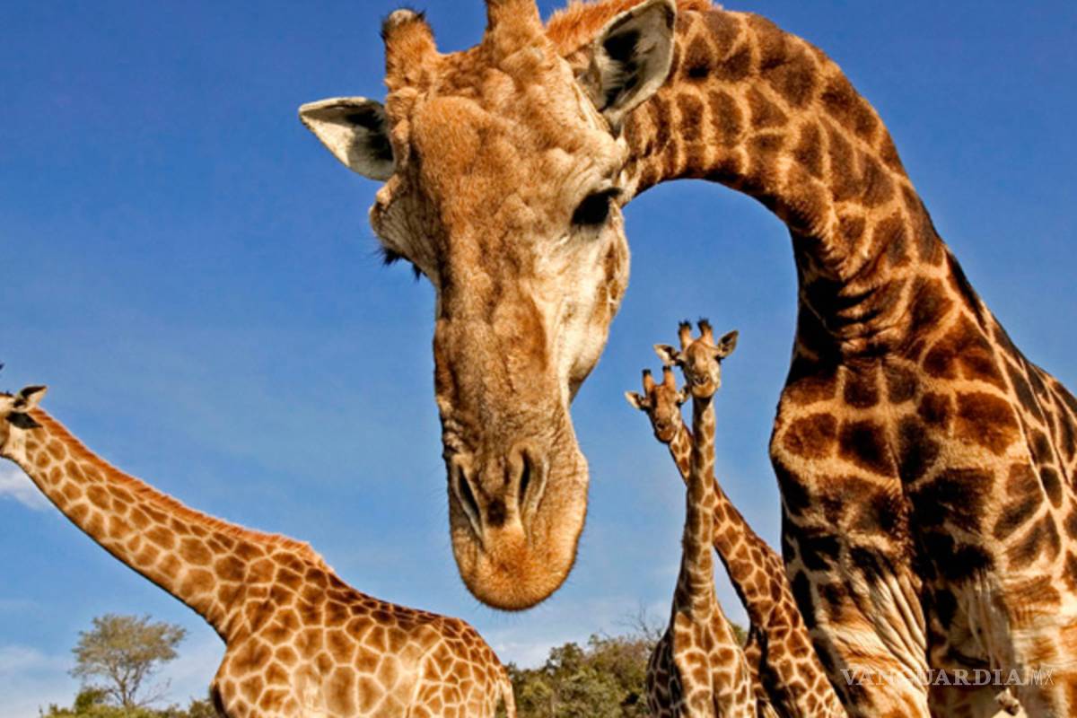 Jirafa ataca a madre e hijo en Sudáfrica