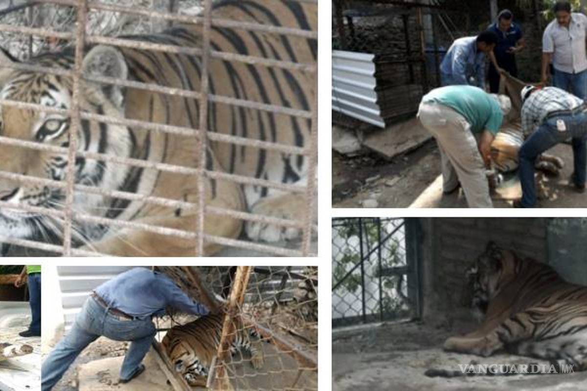 Profepa rescata a tigre y cocodrilo abandonados en Acapulco