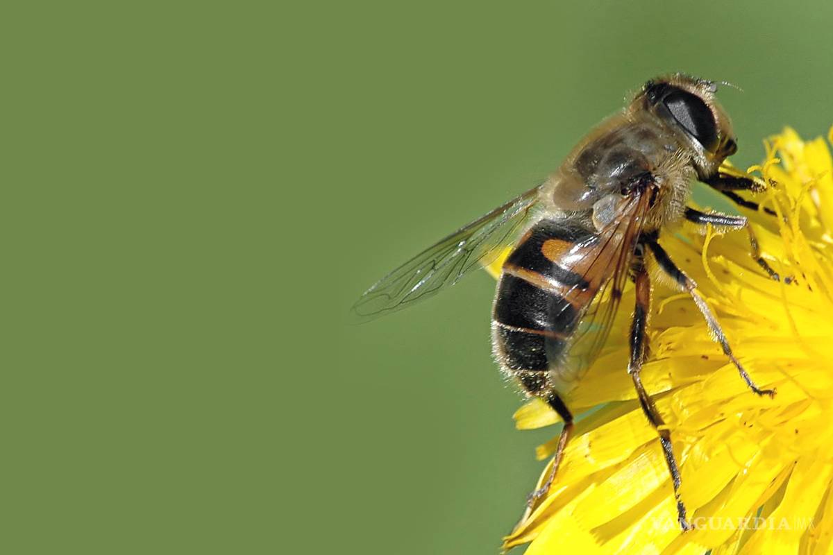 Insecticida, culpable de 'desaparecer' colmenas de abejas en La Laguna