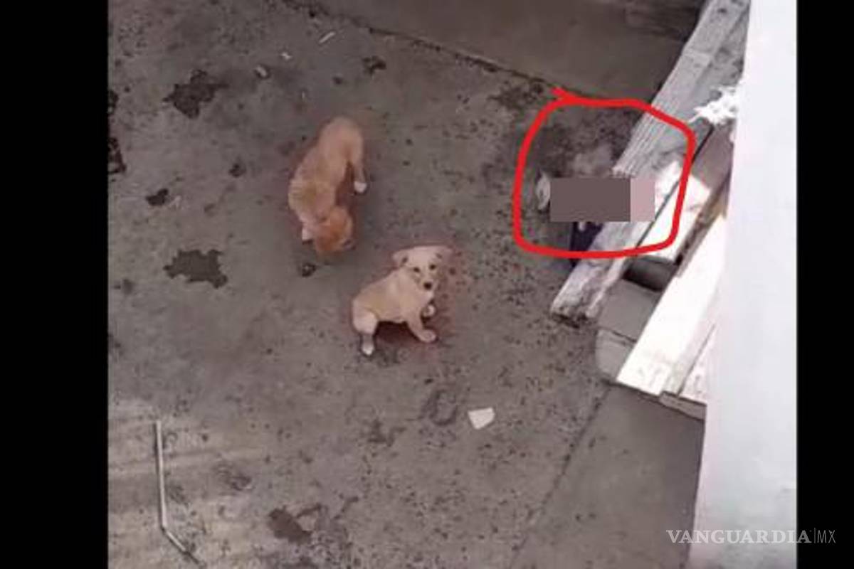 ‘Se están comiendo entre ellos’: vecinos de Las Teresitas piden ayuda para rescatar a perritos abandonados al sur de Saltillo