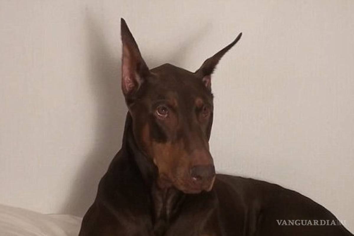 Kendall Jenner huye luego de que su perro mordiera a niña