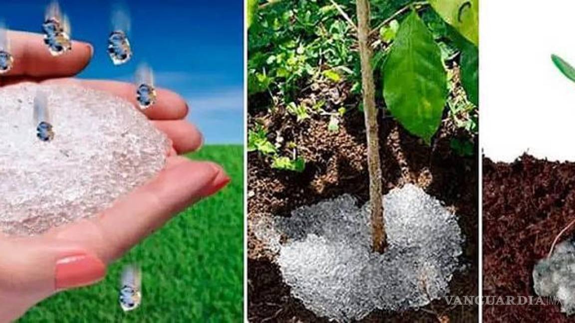 $!Expertos de Colombia y México participan en el proyecto de hidrogeles biodegradables para cultivos del semidesierto.