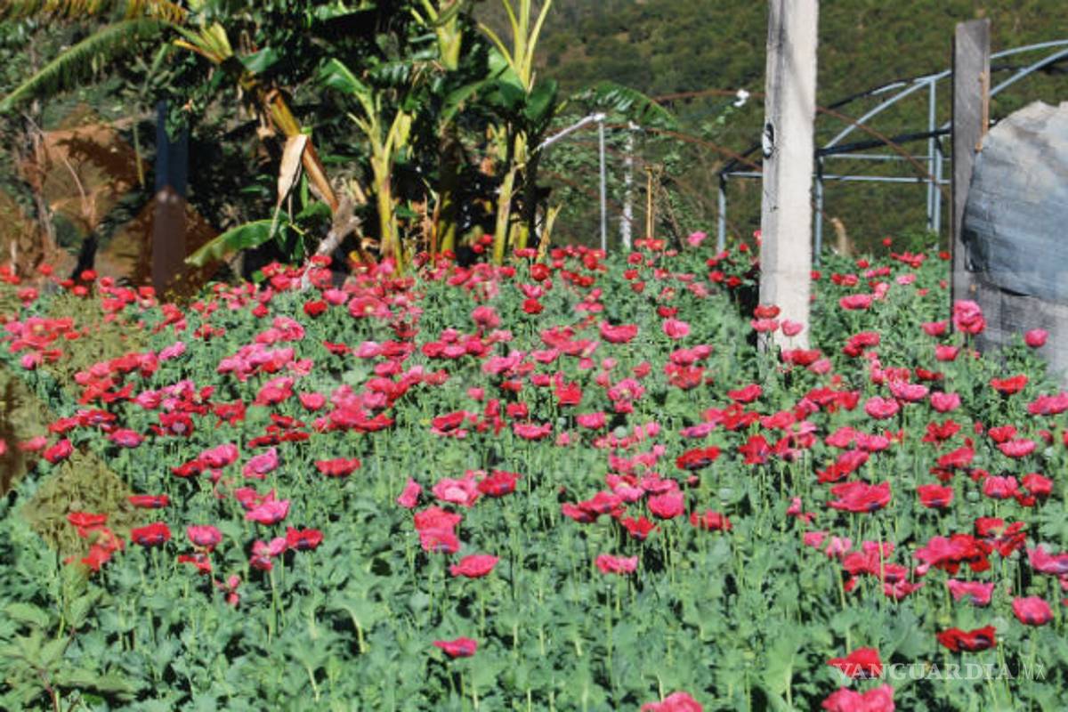 Localizan en Guerrero casi un millón de plantas de amapola