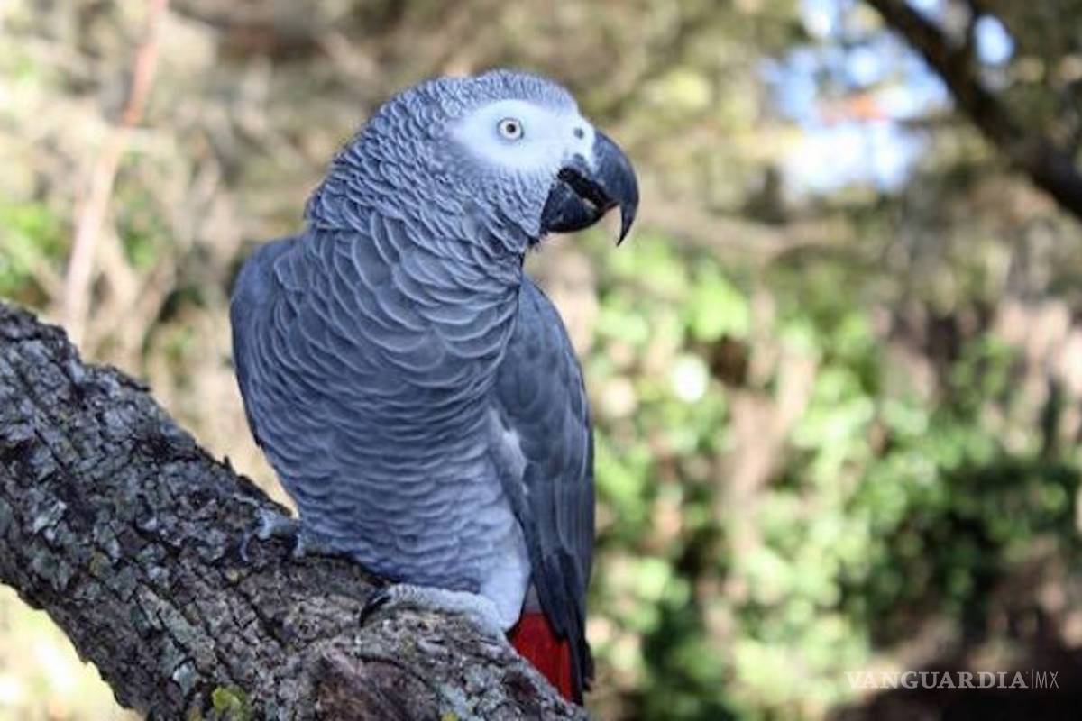 Mujer descubre infidelidad de su esposo gracias a su loro
