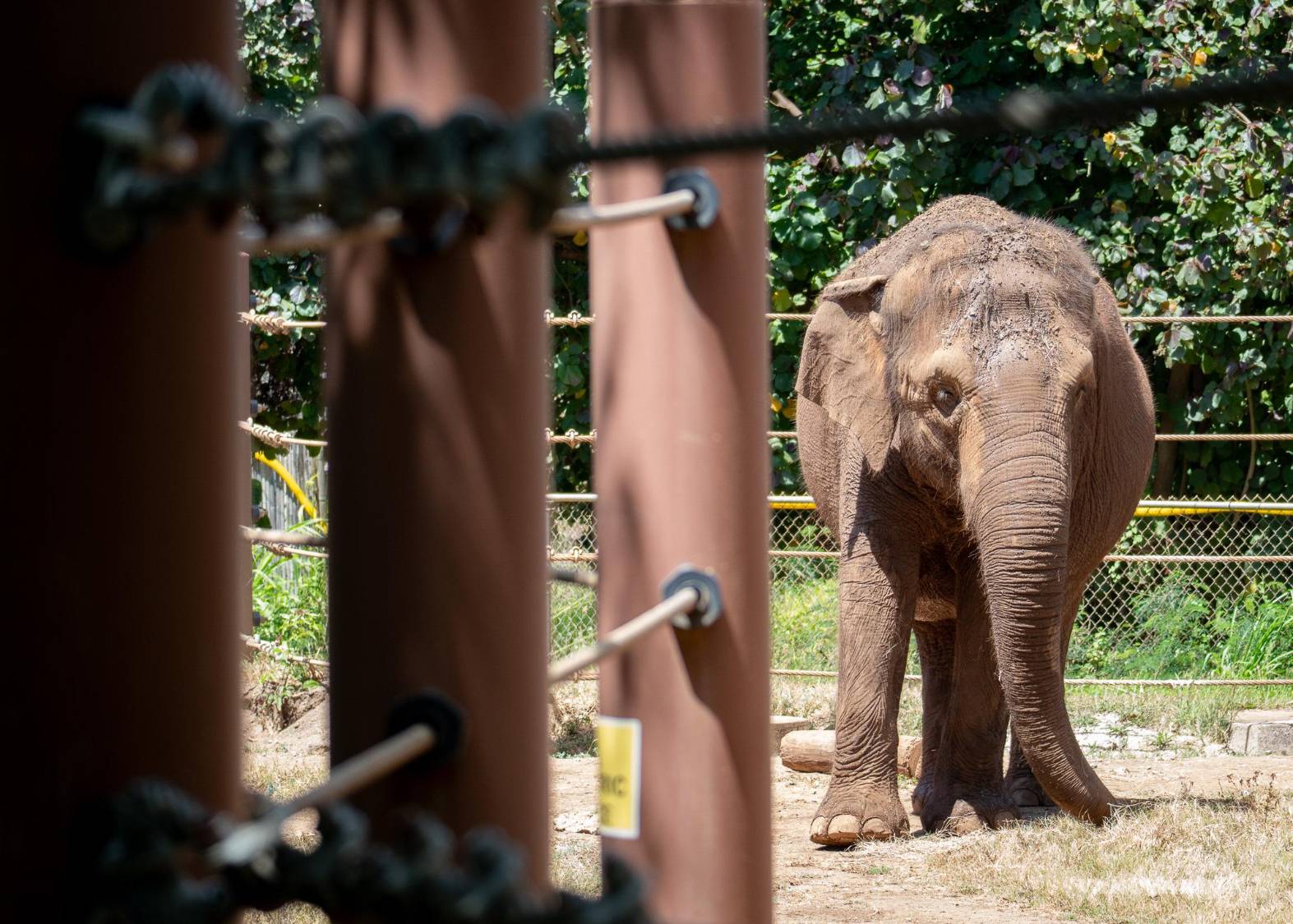 $!Un elefante asiático camina por un recinto en el zoológico de Honolulu el lunes 15 de junio de 2026, en Honolulu.