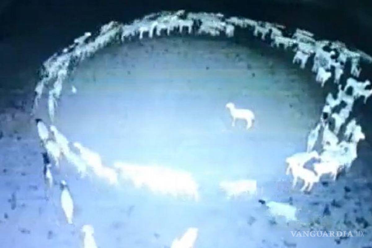 ¡Inexplicable!... ¿Por qué los animales andan en círculo?, el misterioso comportamiento de caballos, peces y ovejas (videos)