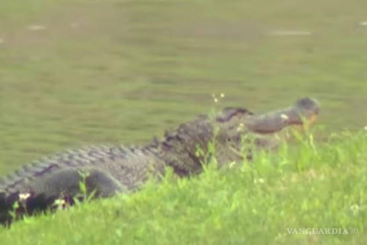 Muere anciana en EU tras caer en estanque y ser atrapada por dos caimanes