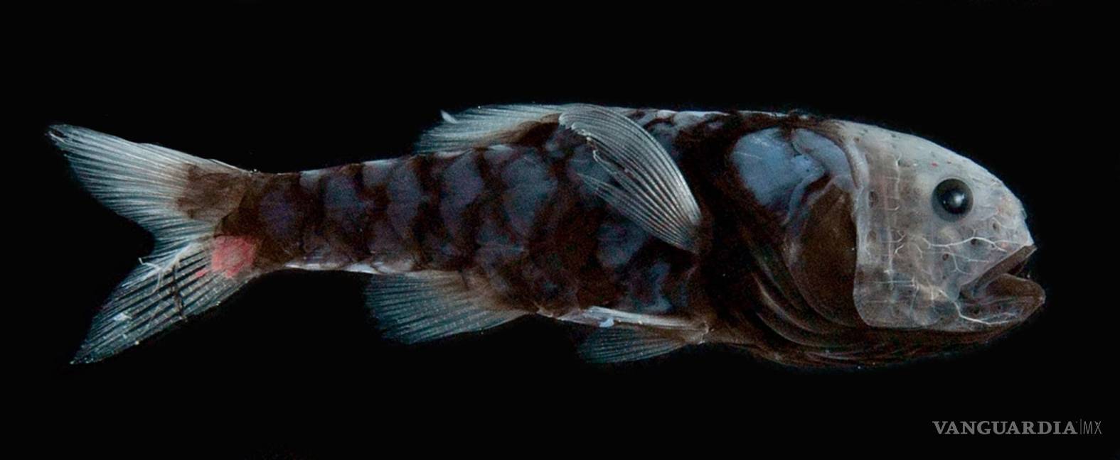 $!Peces que se vuelven invisibles luchan por sobrevivir en las profundidades del océano