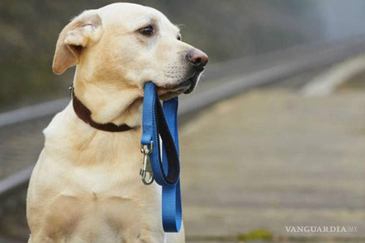 Saltillo: 19 mascotas siguen perdidas tras salir de sus casas por pirotecnia en fiestas decembrinas