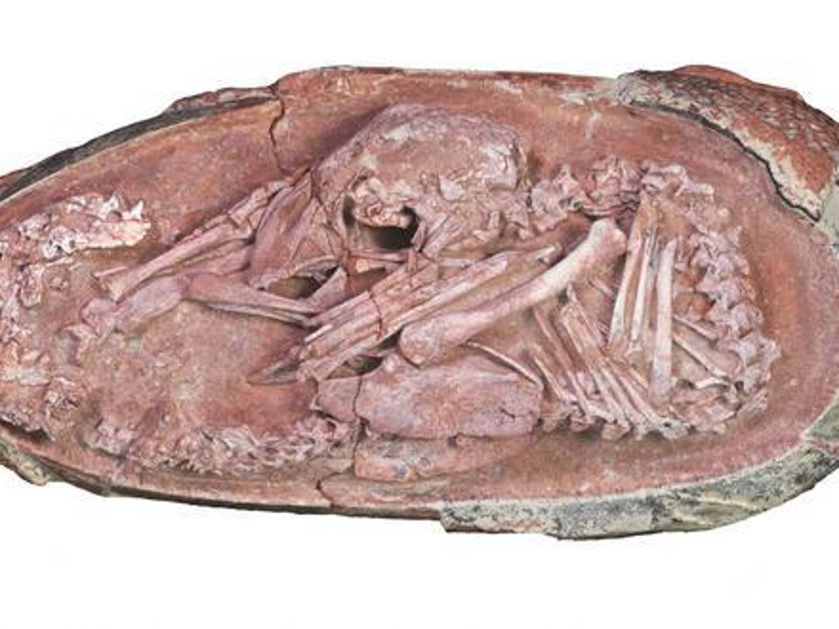 $!En las aves estas posturas están relacionadas con un comportamiento controlado por el sistema nervioso central y fundamental para el éxito de la eclosión.