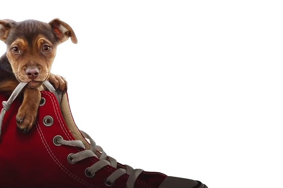 ‘Mis huellas a casa’: una cinta para todos los ‘dog lovers’