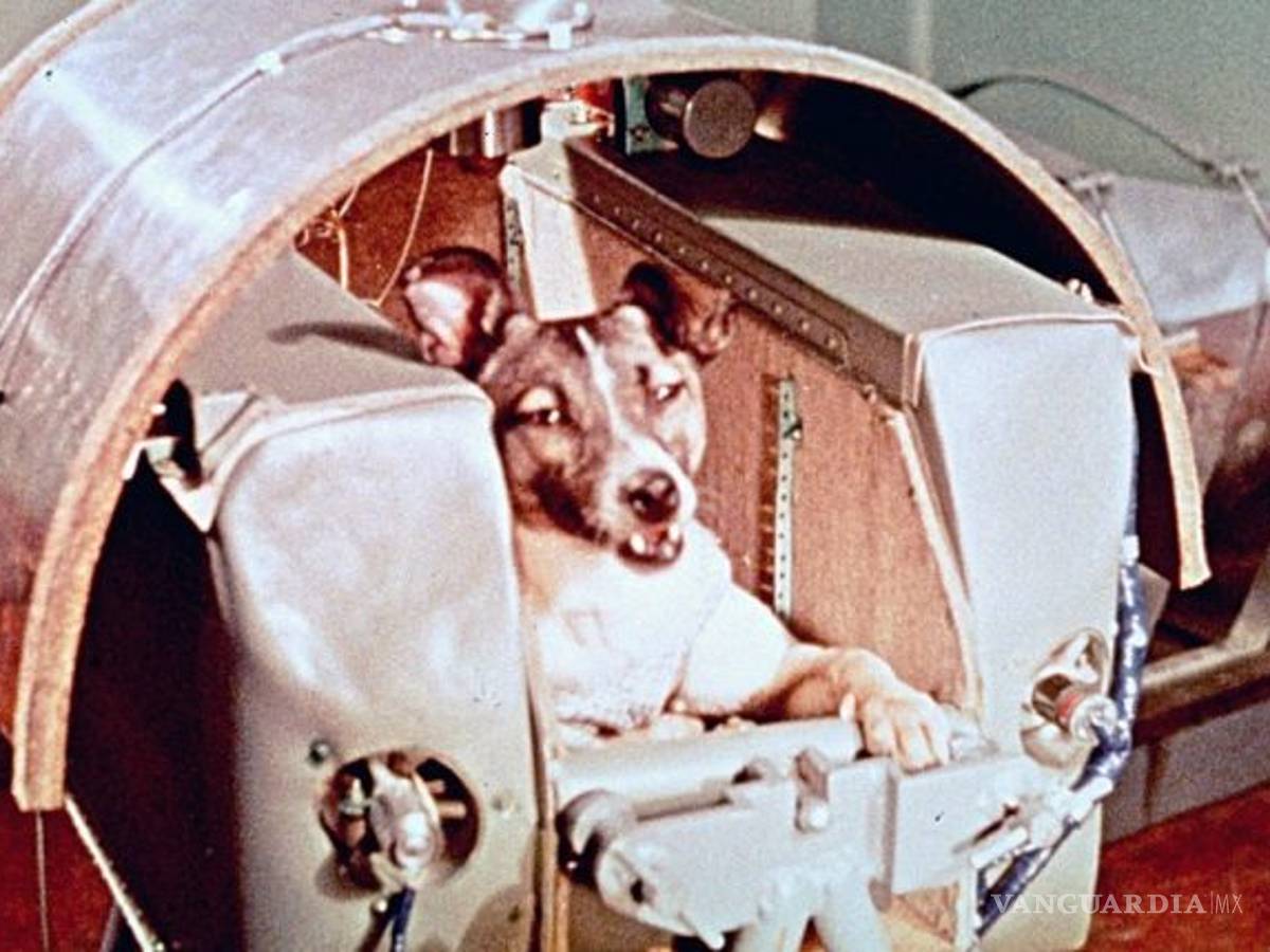 $!Estos son los animales que han contribuido en la historia de la ciencia