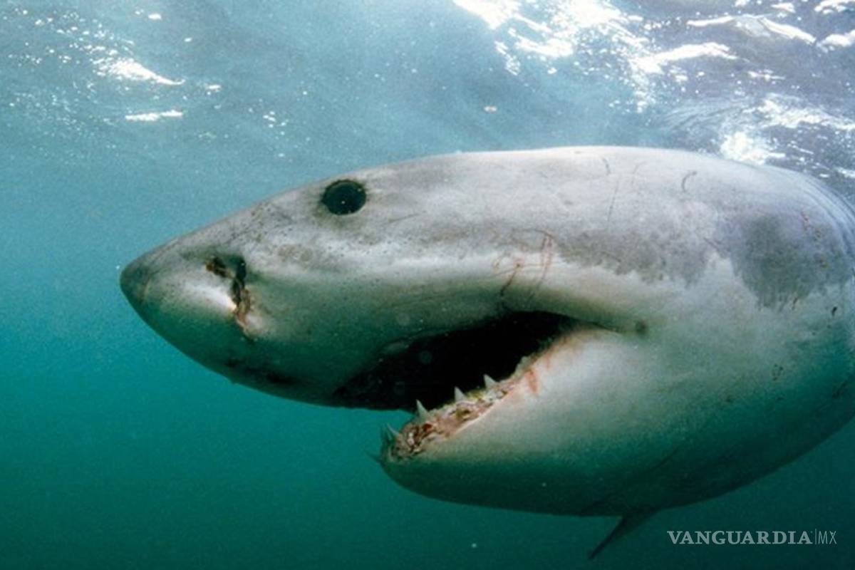 Mercado negro amenaza al gran tiburón blanco