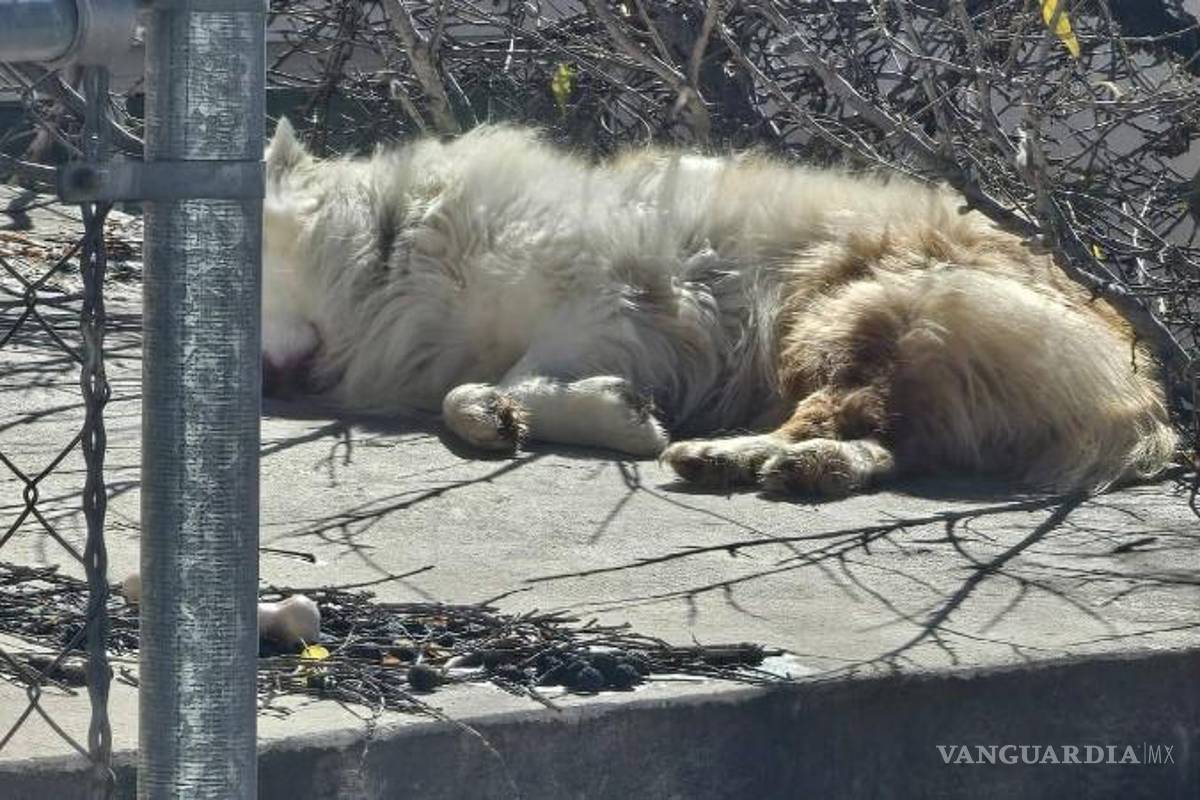 Saltillo: perrito abandonado en techo de casa en San Patricio indigna en redes sociales
