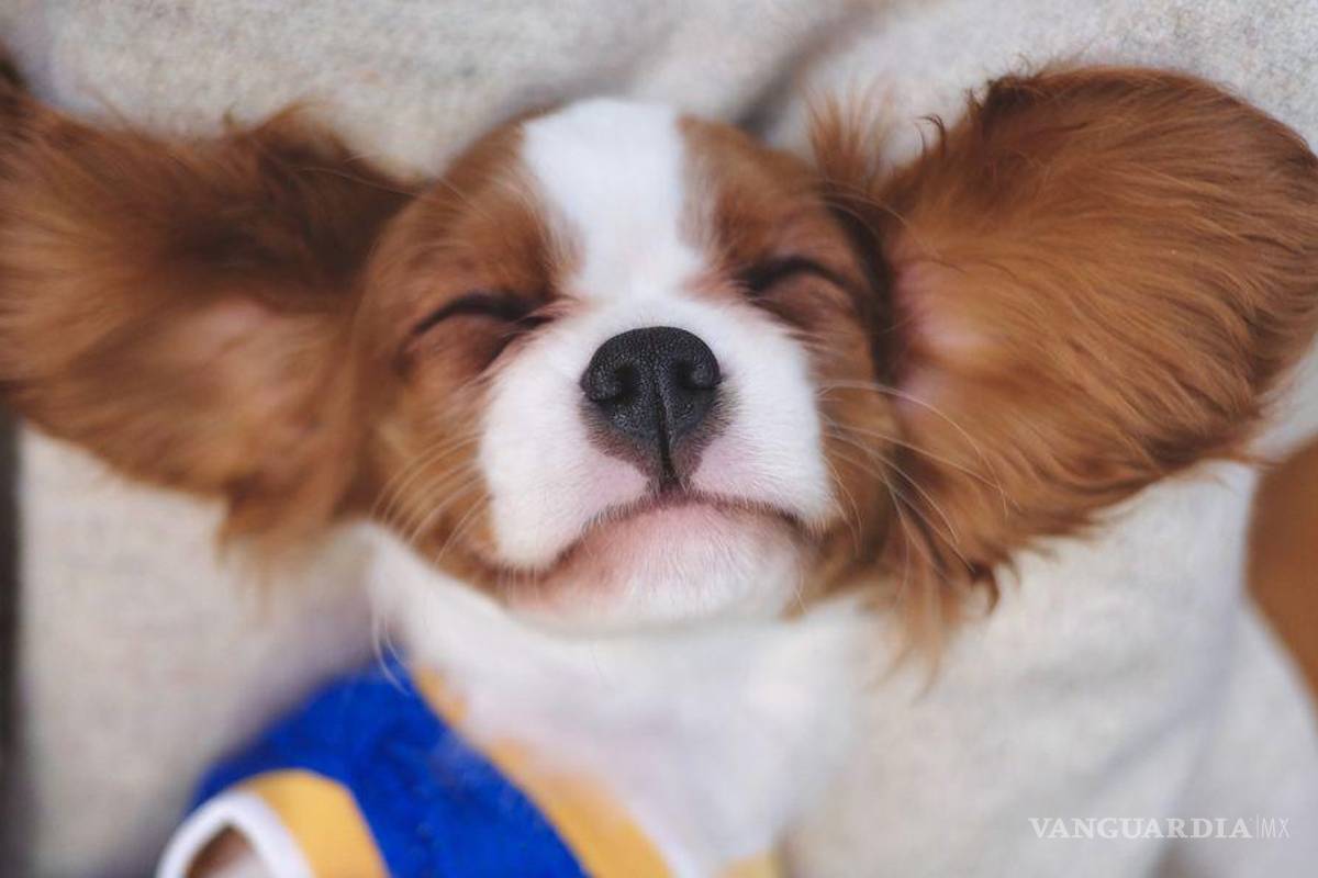 Comunidad católica de Tampico dará bendición a ‘lomitos’