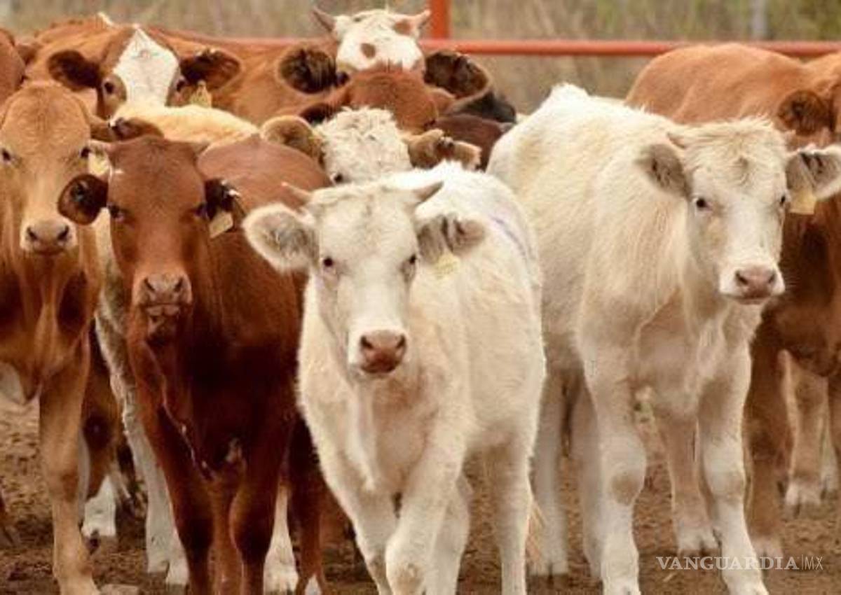 Exportación ganadera se reactiva; en Acuña-Del Rio se abrirá cruce el 18 de agosto