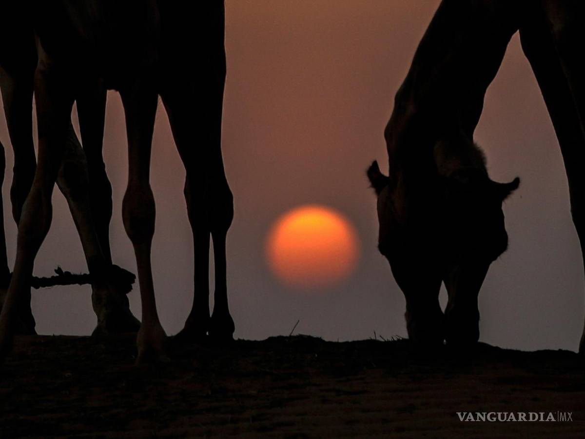 $!Los camellos pastan durante la puesta de sol y antes del surgimiento de la Superluna llamada ‘Buck Moon’ en las afueras del emirato del Golfo de Dubai.