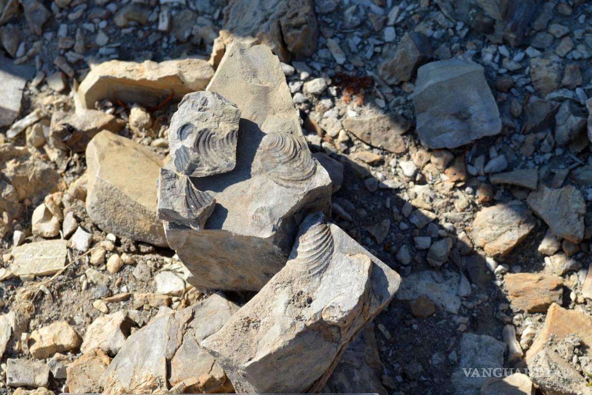 $!Descubren fósil de dinosaurio de 70 millones de años en desierto de Chihuahua