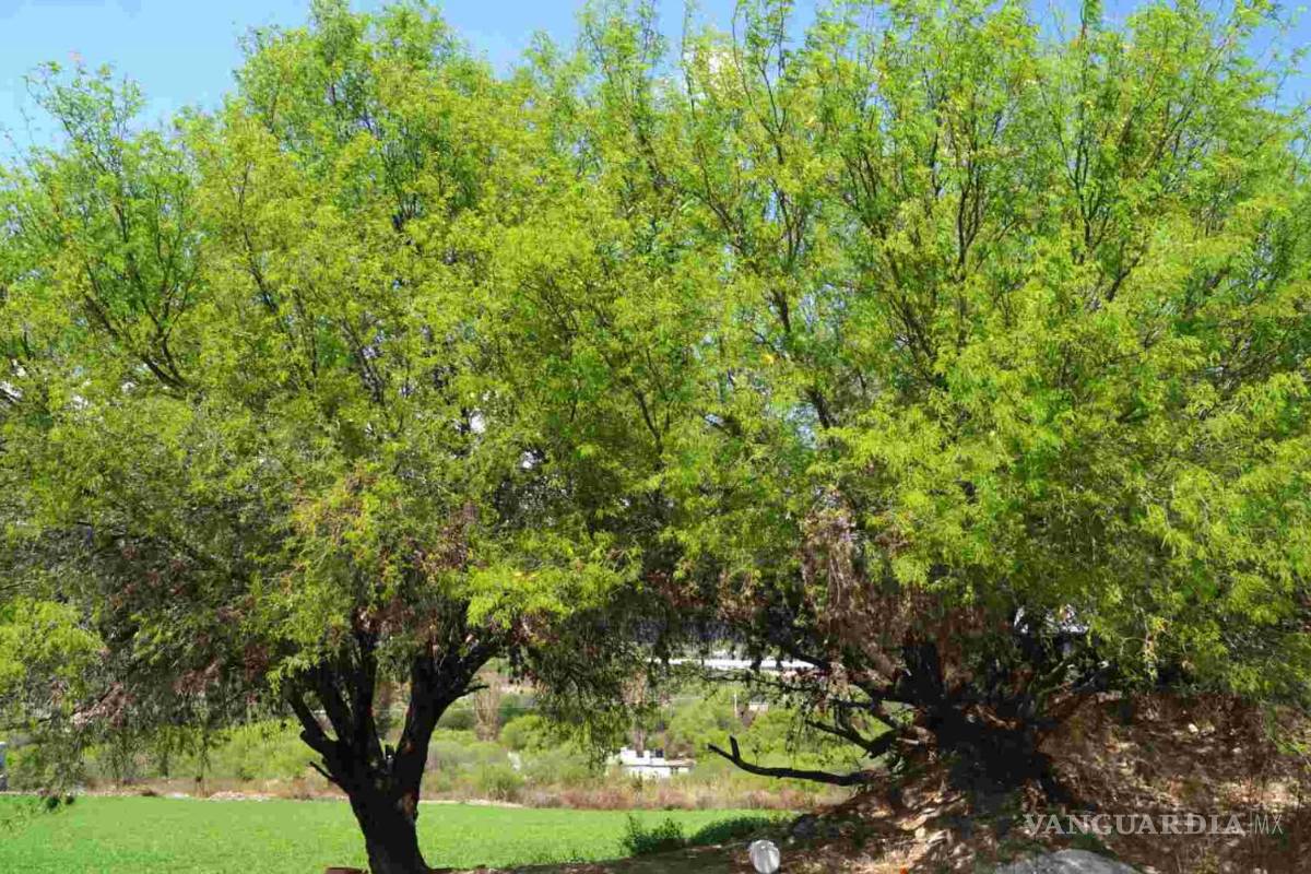 ‘Arrasar’ con árboles nativos es llevarlos a la extinción, afirma ambientalista de Piedras Negras