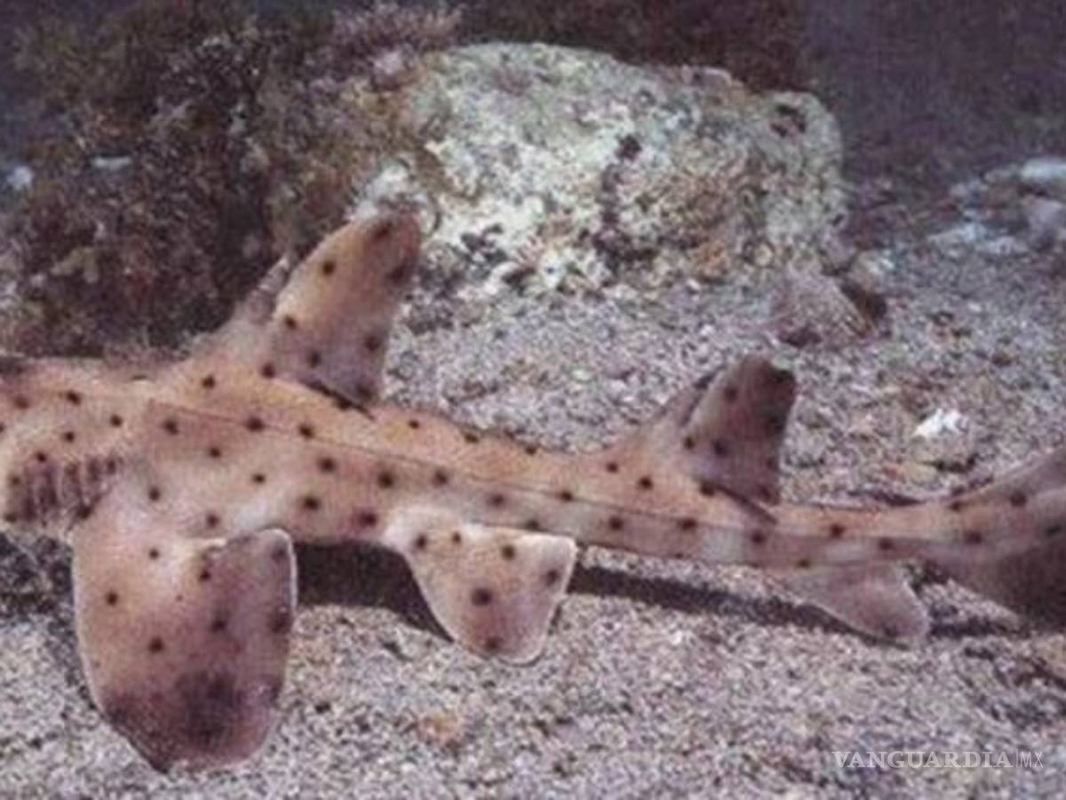 $!Roban tiburón de un acuario...¡lo hacen pasar por un bebé!