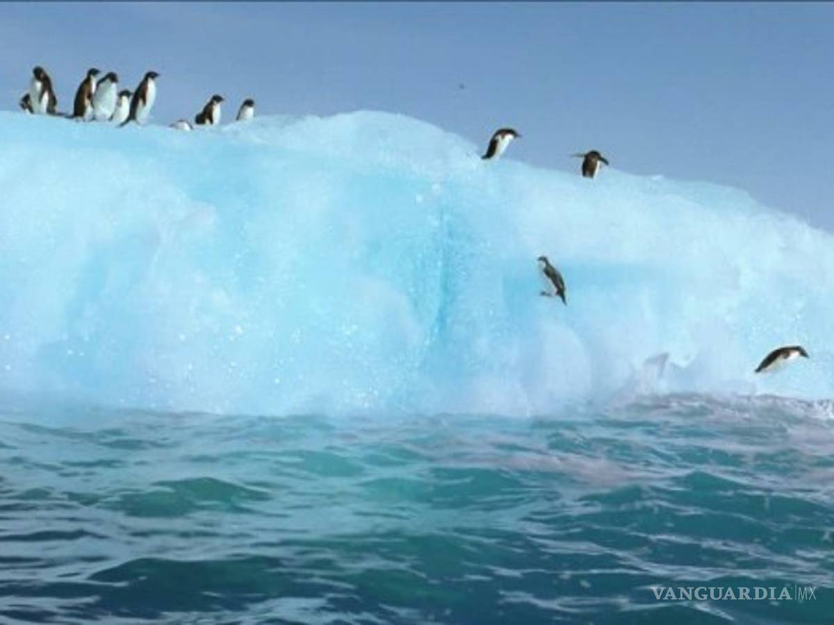 $!El cambio climático amenaza a pingüinos de la Antártida, advierten especialistas
