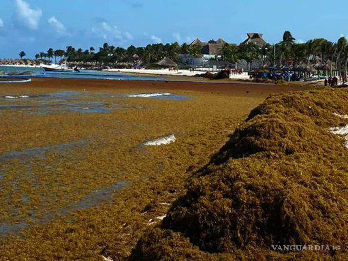 $!El daño ambiental es crítico, los investigadores señalan que además hay mortandad de especies de coral, marinas y de otros pastos