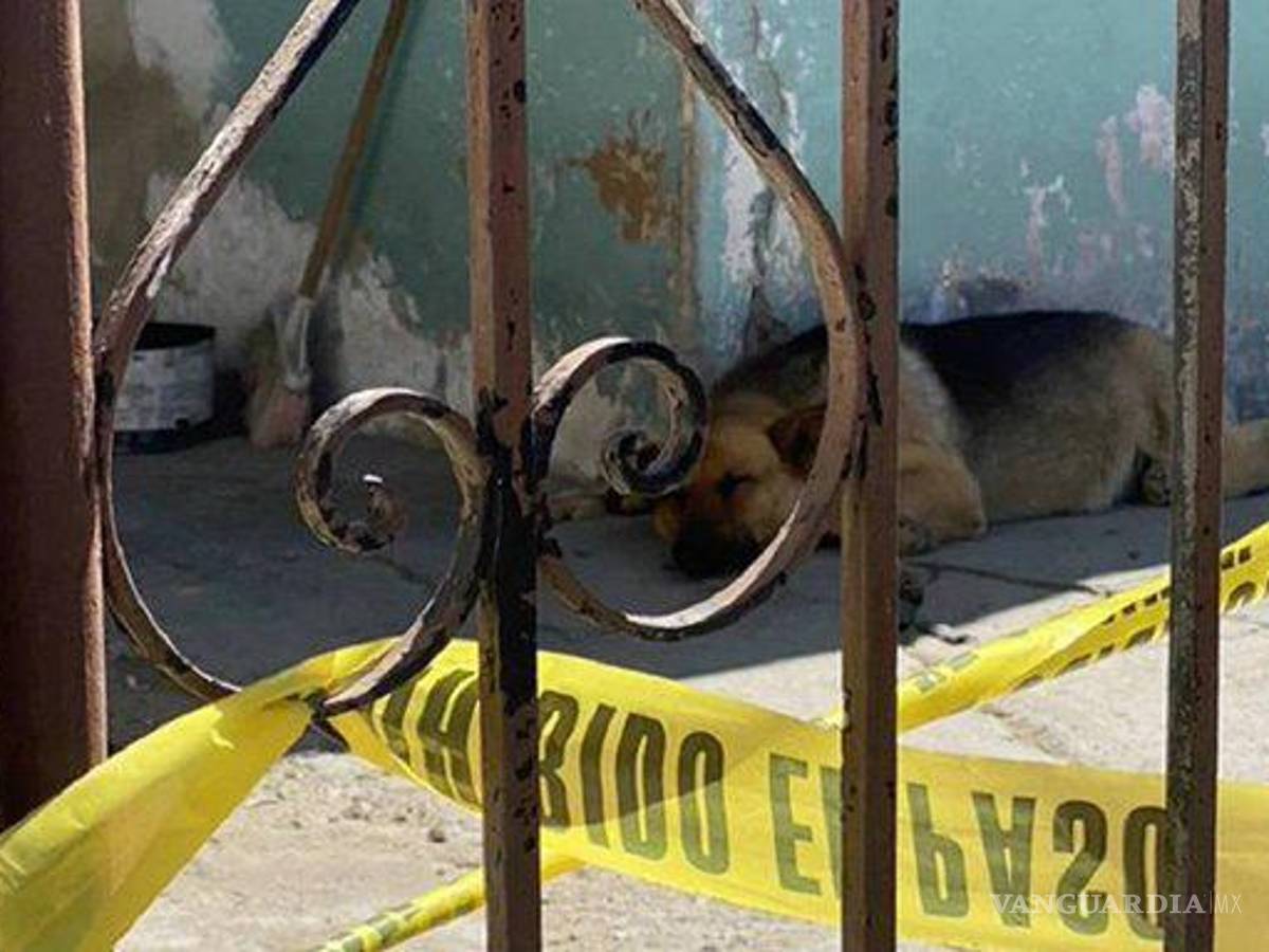 $!El perrito está bien y que por el momento se encuentra en un albergue “de toda la confianza”