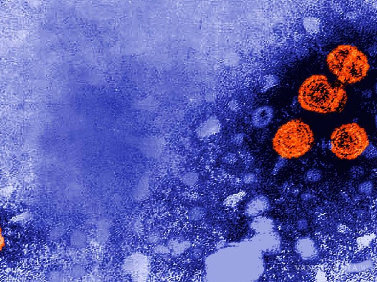 $!Imagen de microscopio del virus de la hepatitis B.