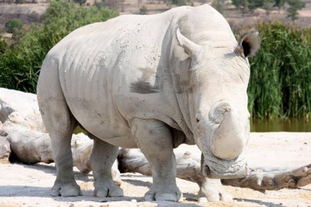 Rinoceronte embiste auto donde viajaba familia; estaba en celo afirma Africam Safari (Video)