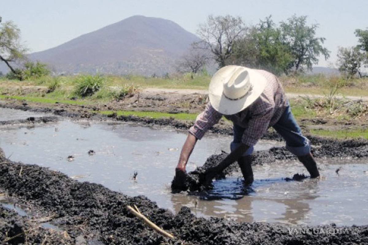 Sector arrocero mexicano está en crisis desde hace siete años