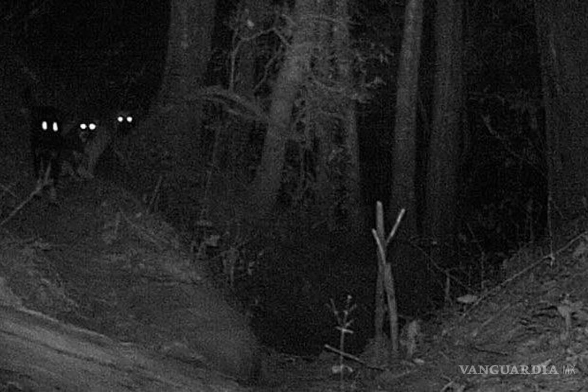 ¿Perros ferales? El problema de los perros asilvestrados que fueron abandonados en Saltillo