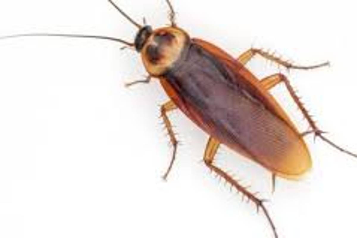 Las cucarachas evolucionan tan rápido que ya son inmunes a los insecticidas... ¡son casi imposibles de matar!