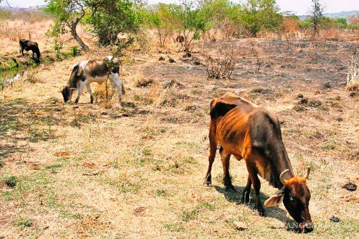 Sigue la mortandad de ganado por la prolongada seguía en Coahuila