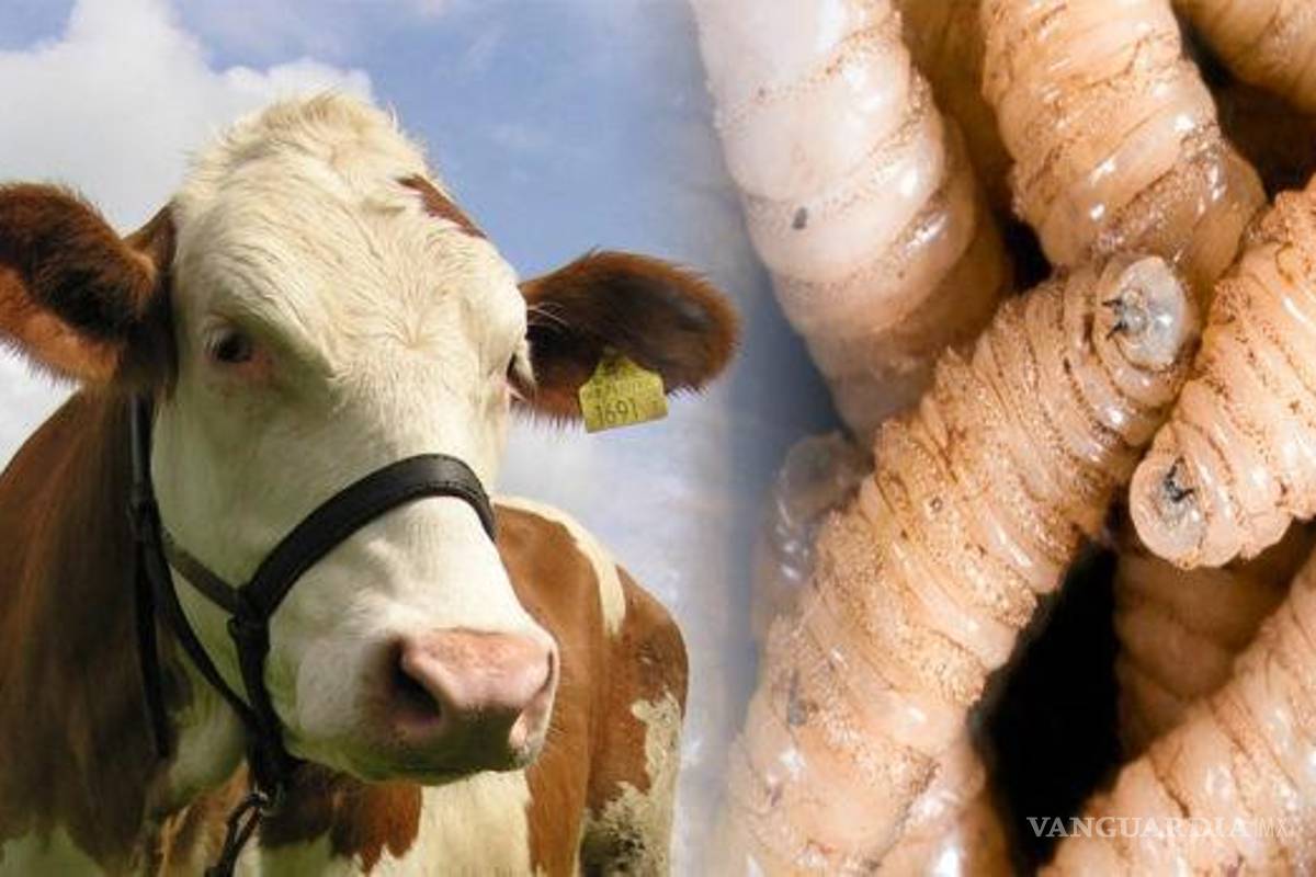 Aprueba EU 165 mdd por gusano barrenador