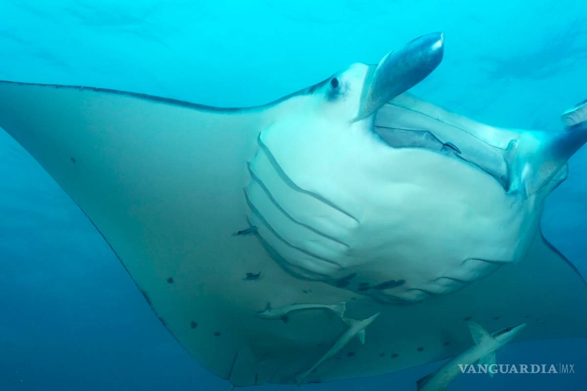 Mantarraya ataca a turista suizo en playa de Oaxaca