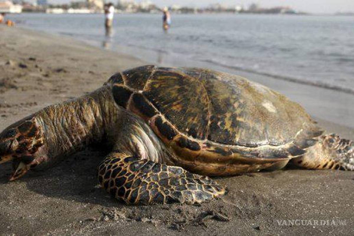 Encuentran cientos de tortugas golfinas muertas en playa de Oaxaca