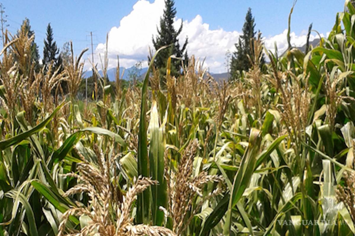Frena desaparición de fideicomisos investigación de maíz de la Narro