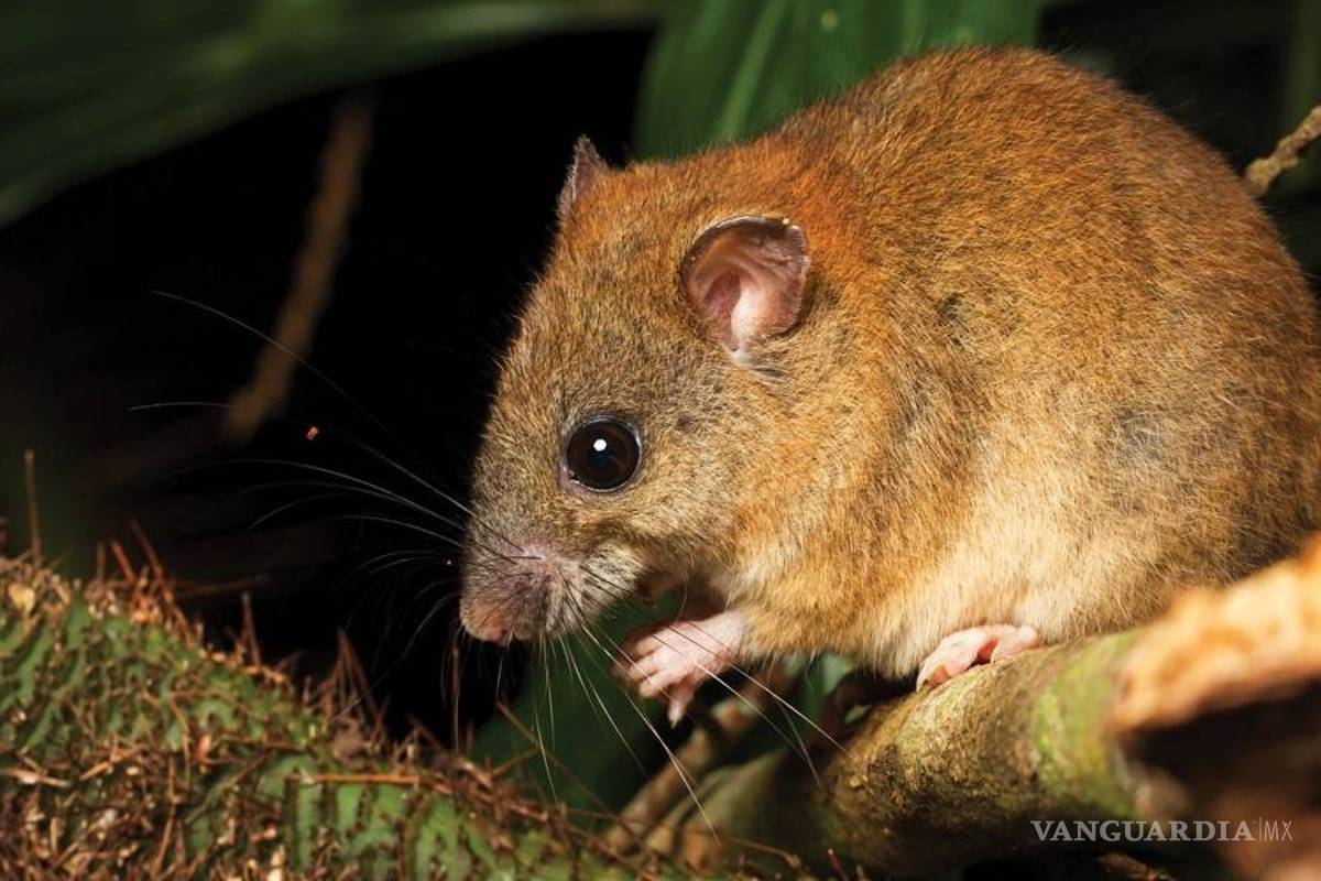 Reconocen la extinción de la primera especie de mamífero por el cambio climático
