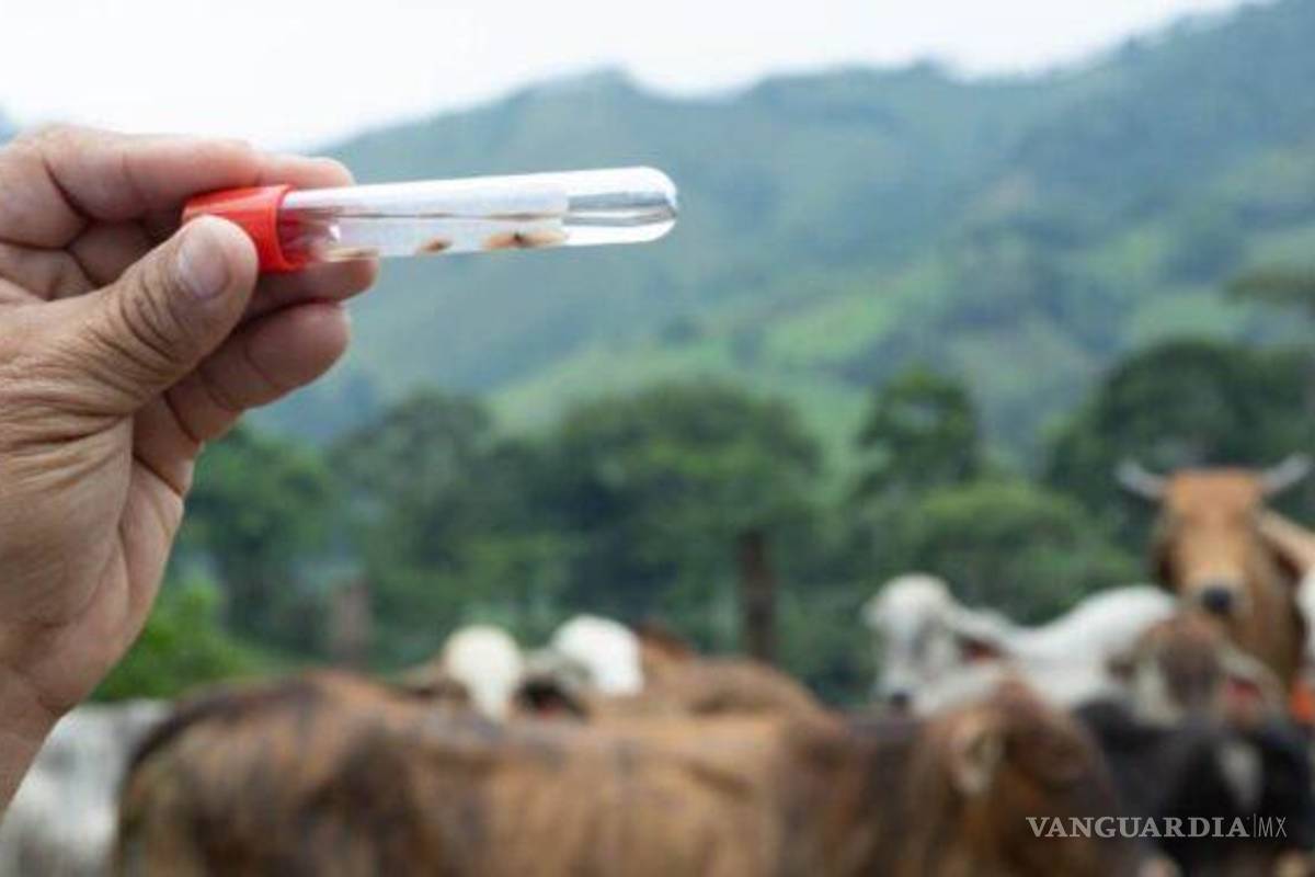 Piedras Negras: Brote de gusano barrenador en Nuevo León; una crisis anunciada