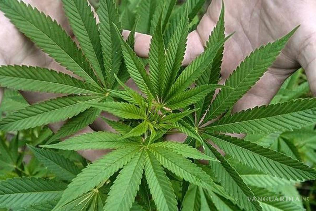 La mariguana será legal en Canadá hasta el 17 de octubre