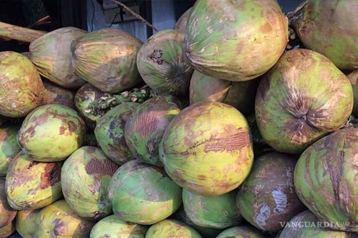 EU decomisa mariguana ¡escondida en cocos!