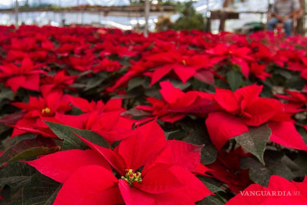 ¿Lo sabías? Hoy es el Día Nacional de la Nochebuena, la flor mexicana que es símbolo navideño