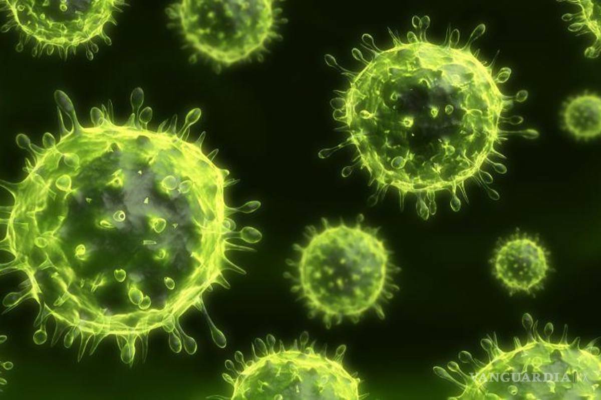 ¿Qué es el virus Nipah?... y por qué puede convertirse en la peor pandemia en la humanidad