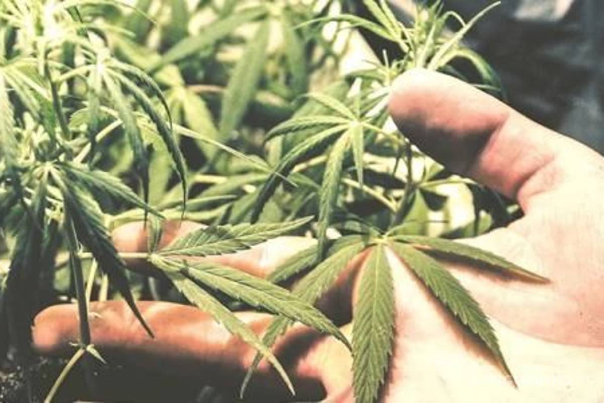 Se atoran 45 solicitudes para uso lúdico de mariguana