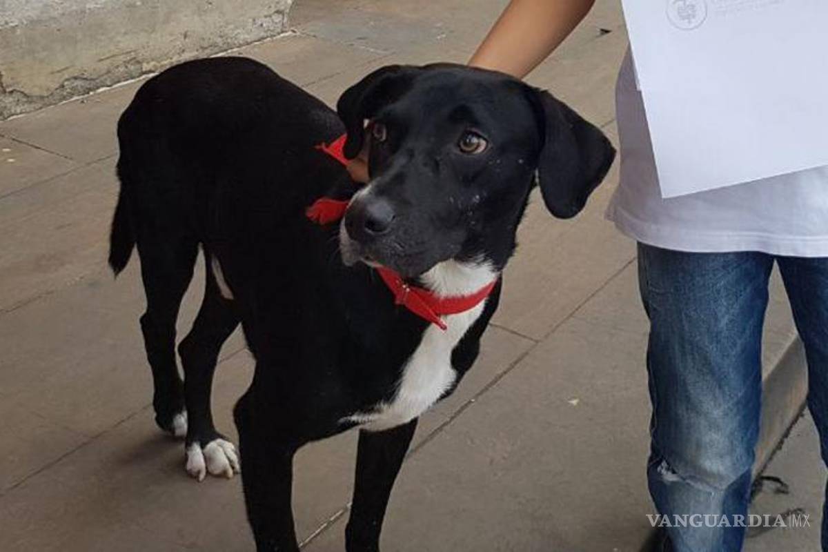 &quot;Negro&quot;, primer perro en exigir sus “derechos” ante la justicia Colombiana