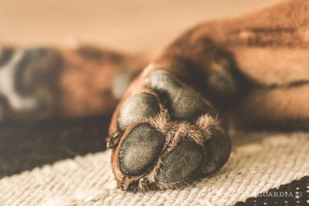 Castigarán zoofilia con hasta seis años de prisión en Coahuila